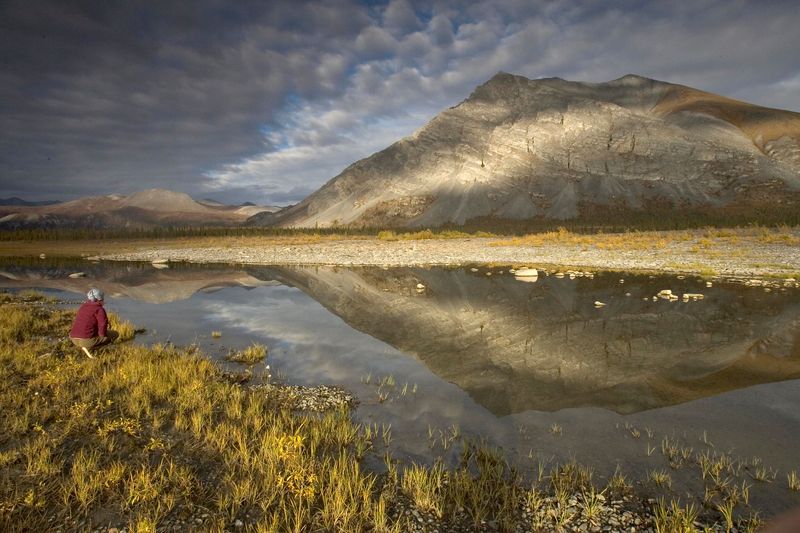 Covering 78,000 square kilometers (30,100 square miles) of rolling tundra and wetlands in Alaska's North Slope region, the Arctic National Wildlife Refuge is a haven for an extraordinary variety of American wildlife,