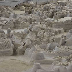 The photo shows the skeletal remains of dozens of prehistoric rhinos excavated from the ground. The rhinos died together and their remains can be seen above the floor level, as the surrounding context has been removed.