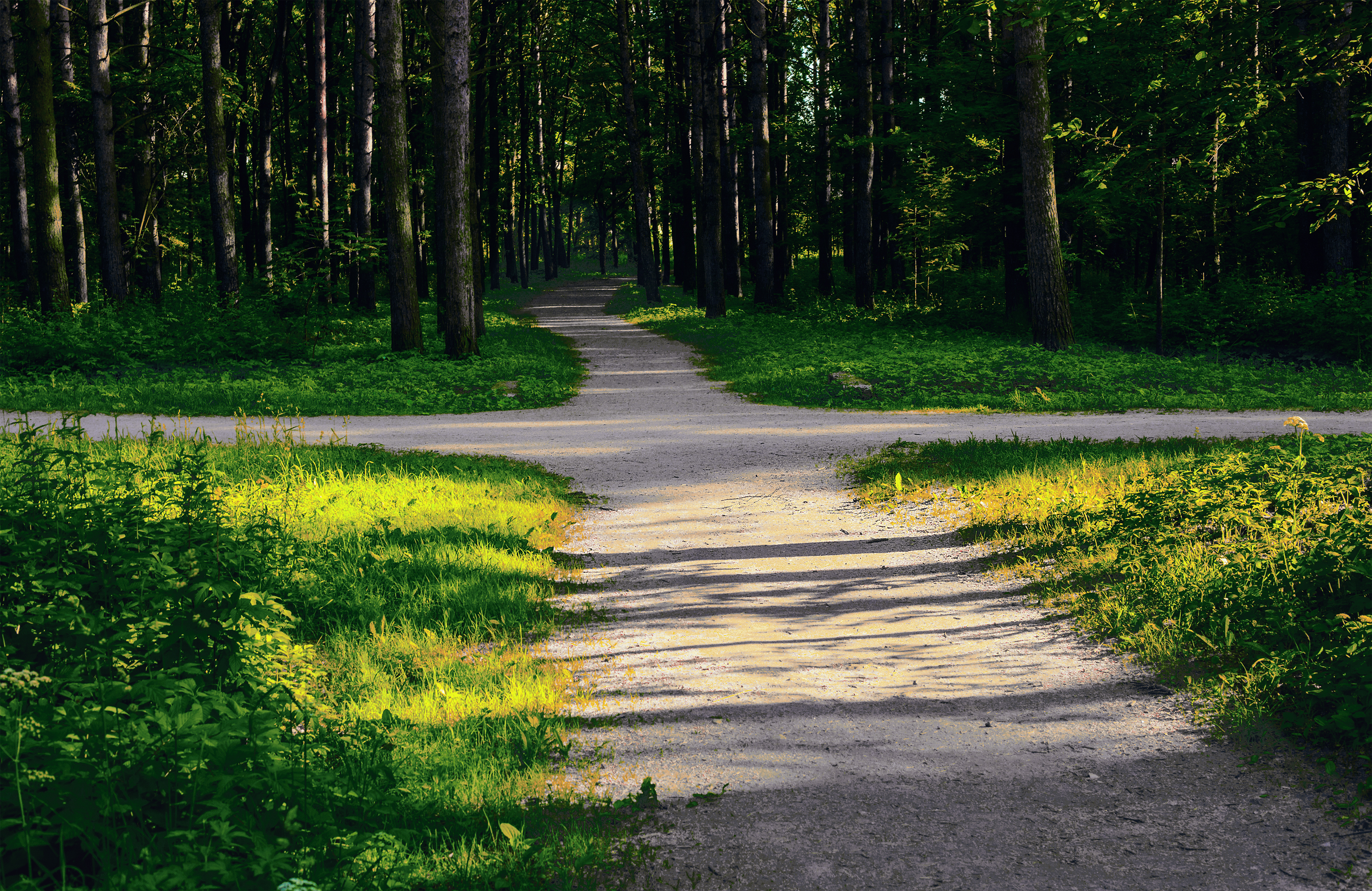 Crossroads at a path in the woods