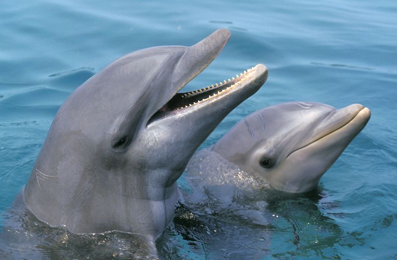 close up of two common bottlenose dolphins with their heads above the water