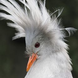 Kagu from New Caledonia, portrait with upright head of feathers, portrait frontal