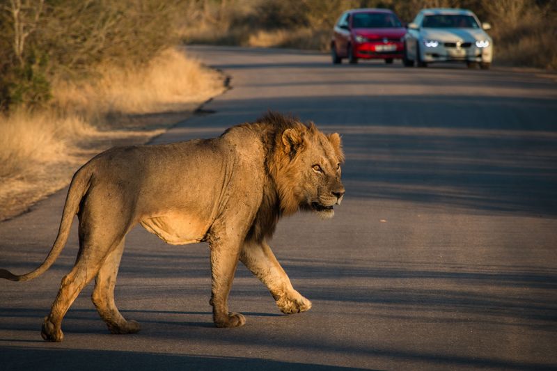 A male lion crosses a road in front of a white and red car