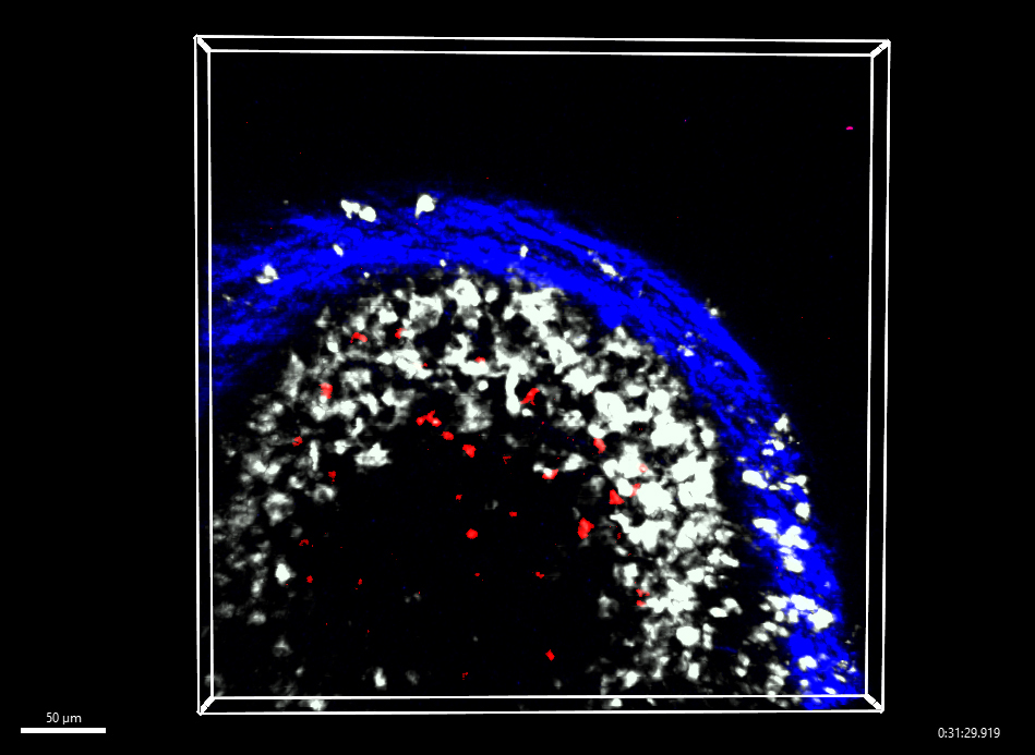 Memory B cells (red) interacting with macrophages (white) inside a lymph node (blue). 