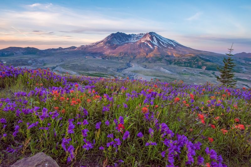 Mt St Helens looking all picturesque with wildflowers at sunrise. 
