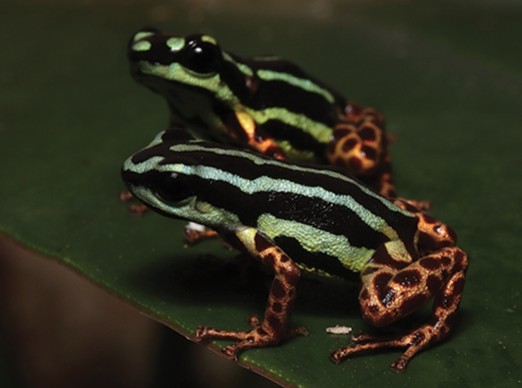 Two metallic poison dart frogs