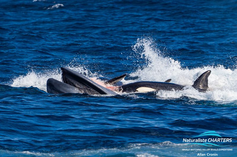 A killer whale swims behind the mouth of a pygmy blue whale. There is blood in the water and in the mouth of the blue whale. 