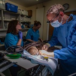 A sloth is undergoing a dental procedure and is surrounded by vet staff wearing blue scrubs.