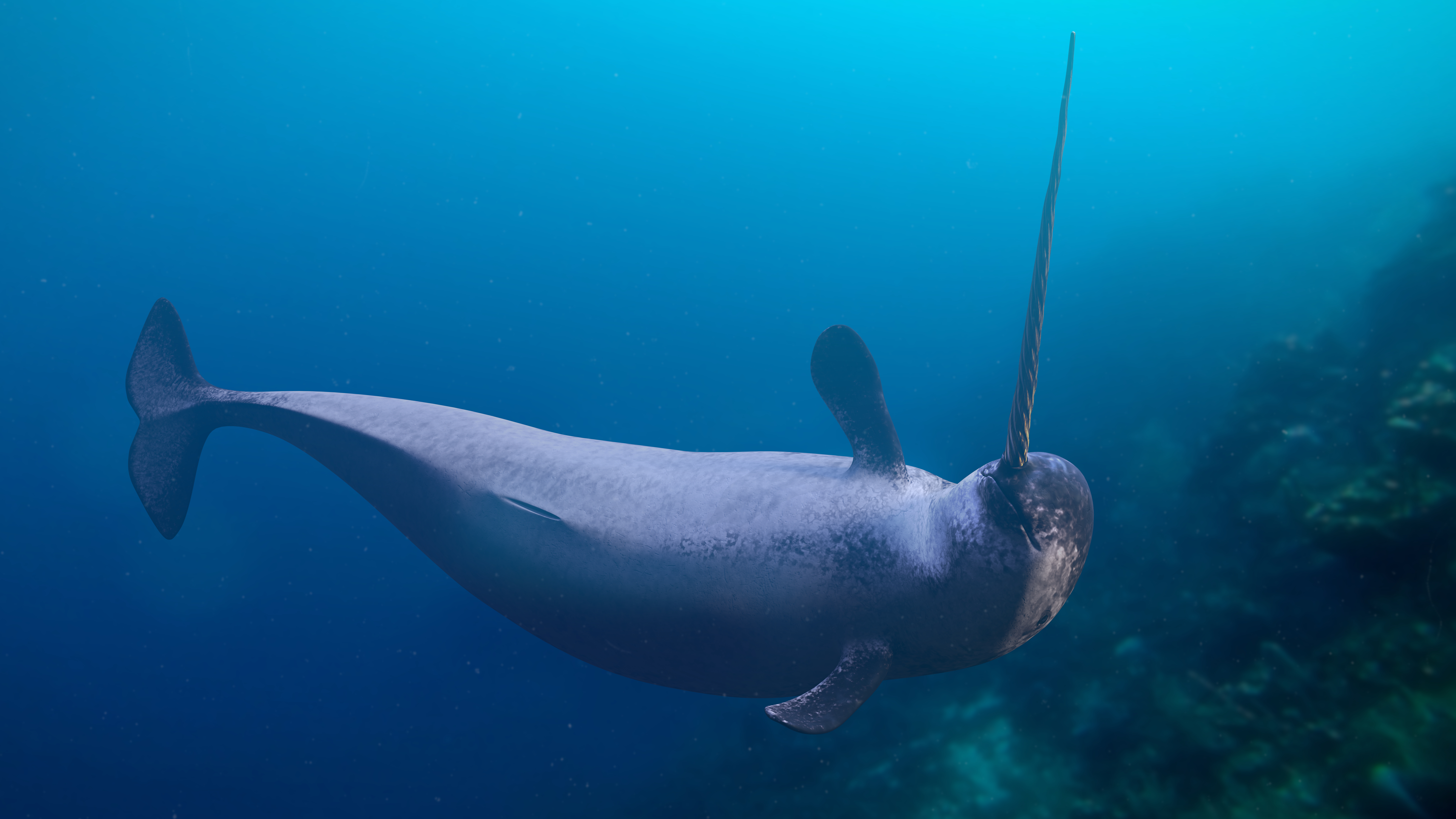 An artist's impression of a narwhal swimming the sea.