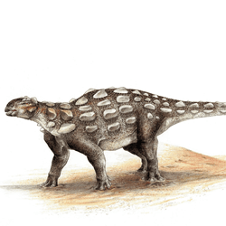 Footprints found in Canada come from an unknown species of ankylosaur, which may have looked like this Gobisaurus from China
