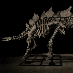 stegosaurus fossil