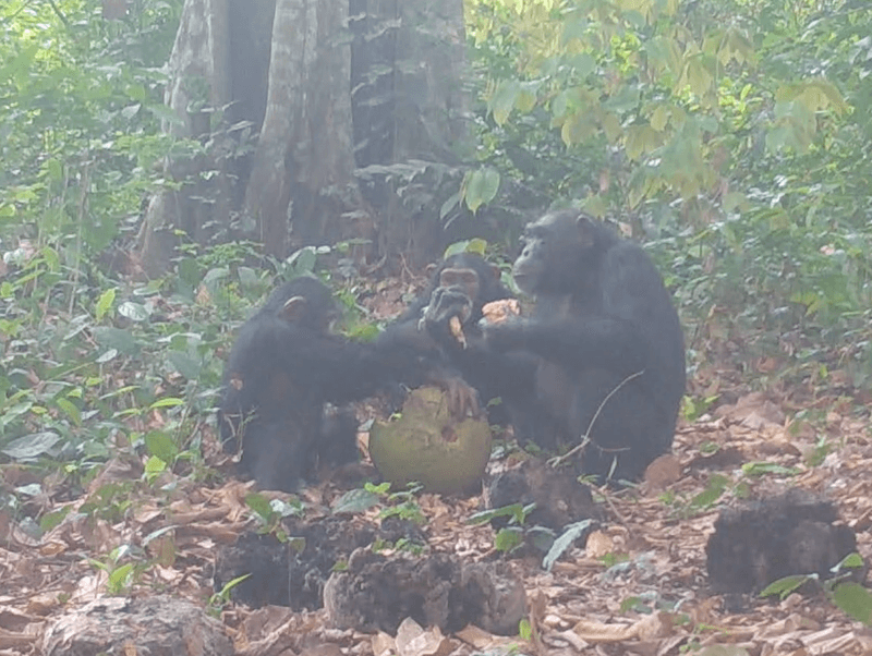 Wild chimps share a fermented breadfruit in Guinea-Bissau’s Cantanhez National Park.