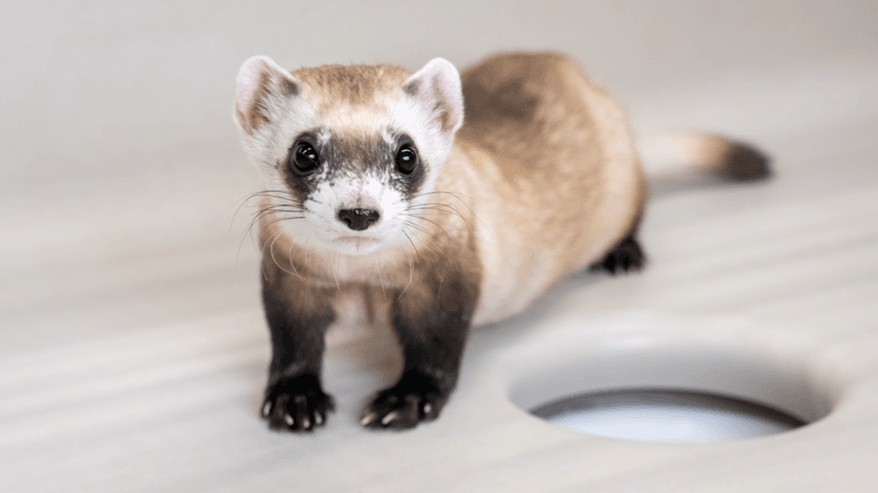 a cloned black-footed ferret has creamy grey body with black forearms and a black eye mask coloration