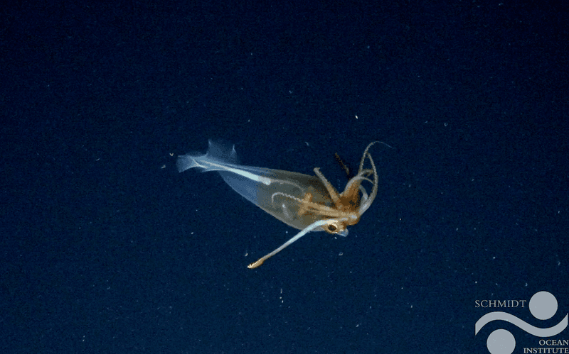 This is the first confirmed footage of the glacial glass squid, Galiteuthis glacialis.