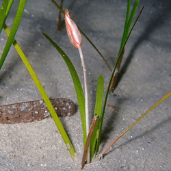 the little Neptune seagrass, Cymodocea nodosa with a tulip-like bloom