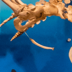 some kind of skeletonised pinniped on display in a museum with its penis bone in-situ, floating under its pelvis