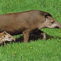 Lowland tapir and calf in a field of grass